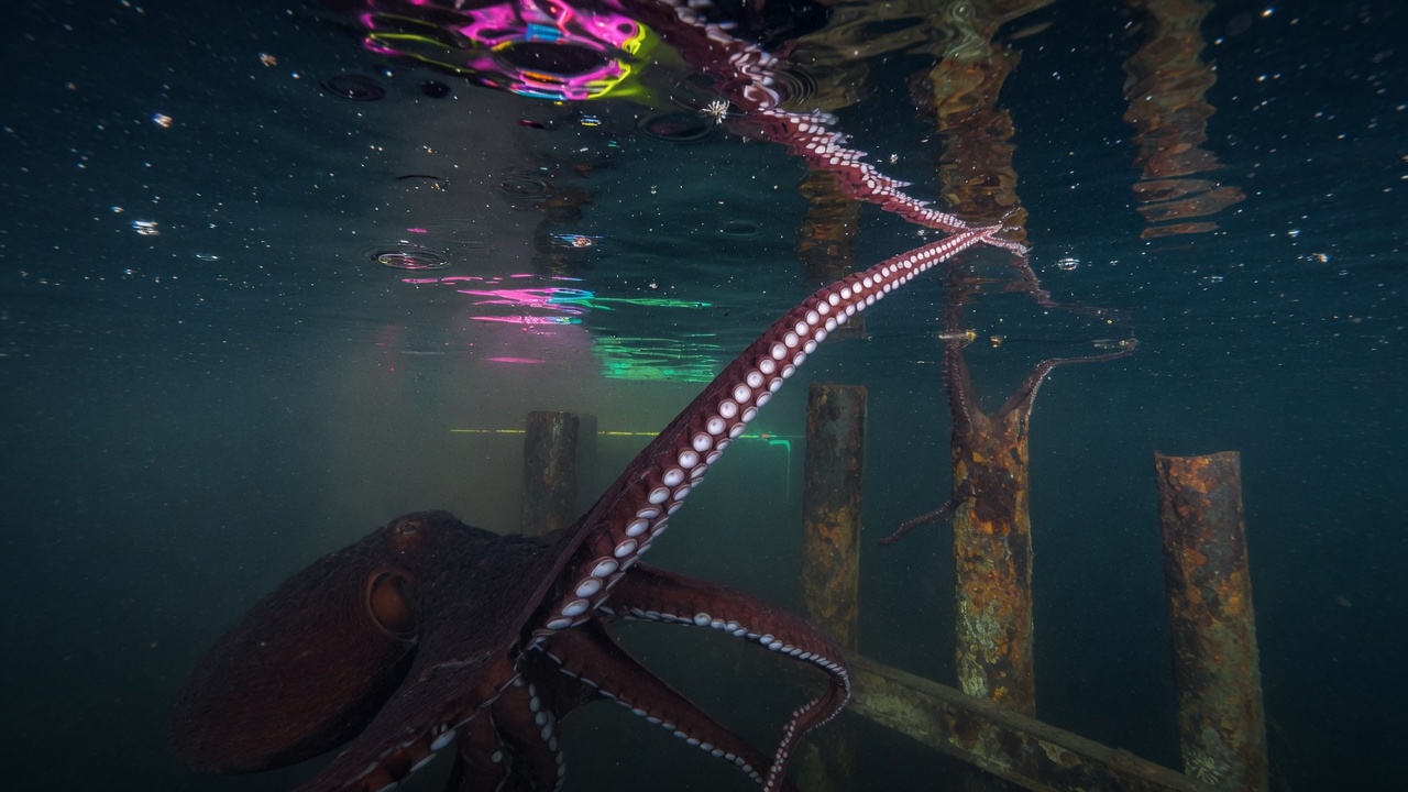 Giant Pacific octopus beneath rusted Tacoma pilings